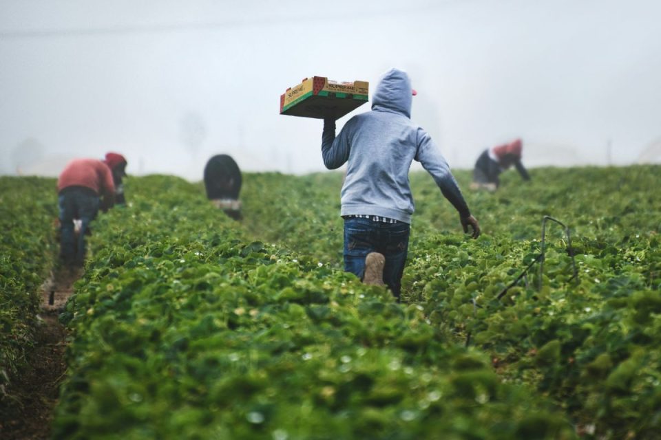 Entenda por que o agro virou peça central da economia e da imagem do Brasil no exterior