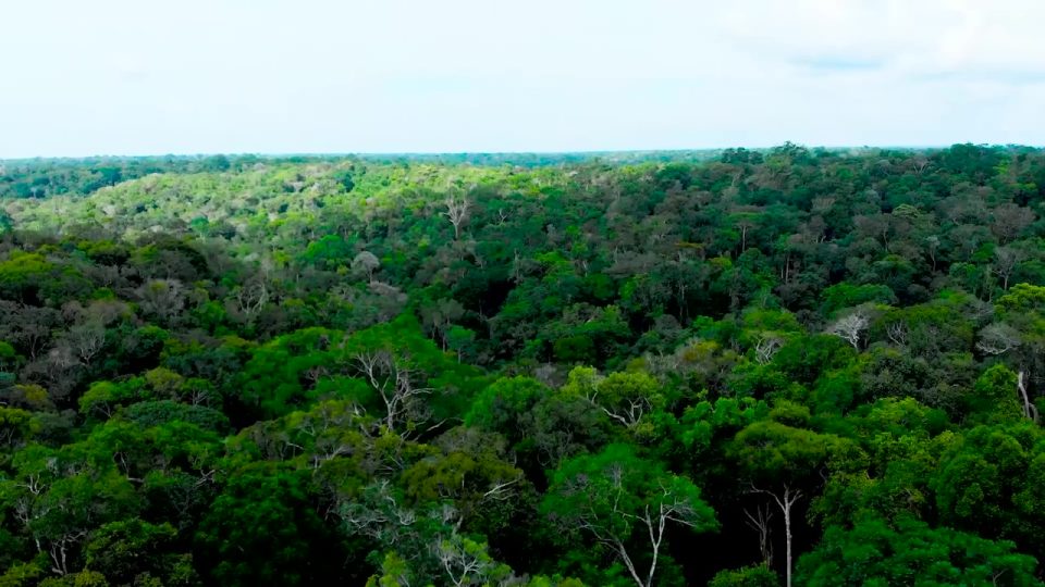 STF analisa lei que obriga investimento em créditos de carbono