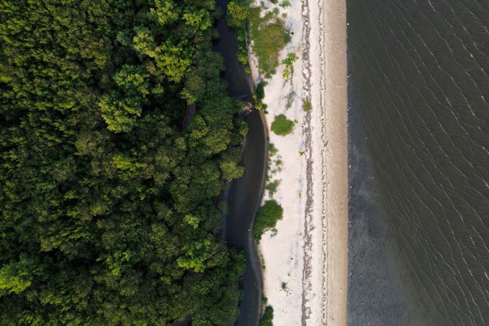 Painel inédito expõe gastos ambientais do Brasil; veja o que ele mostra